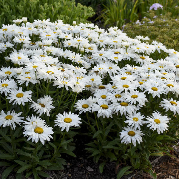 Leucanthemum superbum &#39;Whoops a-Daisy&#39; 8&quot;