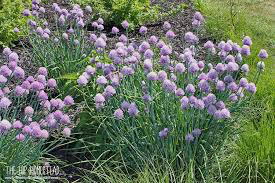 Chives Organic 1 Gallon