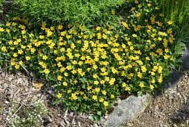 Chrysogonum virginianum ‘Superstar’ 1 qt