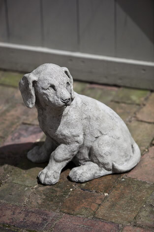Lab Pup (BR)