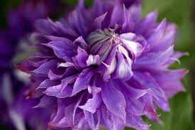 Clematis &#39;Diamantina&#39; (8&quot;)