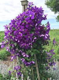 Clematis “Jackmanii” 1 gal.