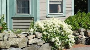 Clematis Paniculata White - 1 gal.