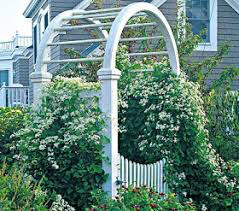 Clematis Paniculata White - 1 gal.