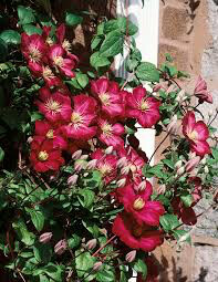 Clematis &#39;Picardy&#39; 1 gal.