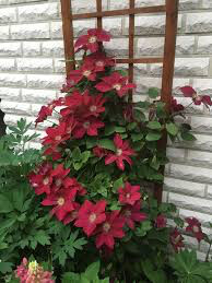 Clematis &#39;Rebecca&#39; 1 gal.