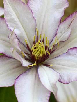 Clematis Samaritan Jo 1 gal.