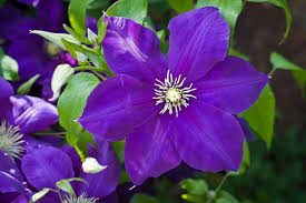 Clematis “Jackmanii” 1 gal.