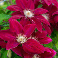 Clematis &#39;Rebecca&#39; 1 gal.