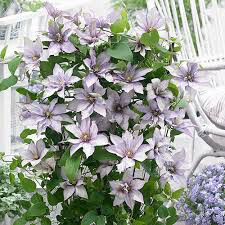 Clematis Samaritan Jo 1 gal.