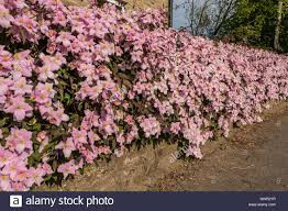 Clematis 'Sarah Elizabeth' 1 gal.