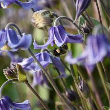 Clematis &#39;Stand By Me&#39; 1 gal