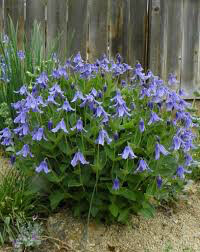 Clematis &#39;Stand By Me&#39; 1 gal