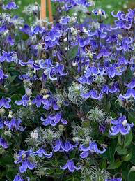 Clematis &#39;Stand By Me&#39; 1 gal