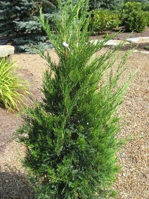 Juniperus Chinesis &#39;Hetzii Columnaris&#39; 7 gal