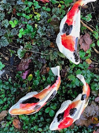 Koi in the Garden - Medium Kohaku Left