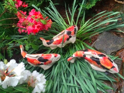 Koi in the Garden - Large Kohaku Right
