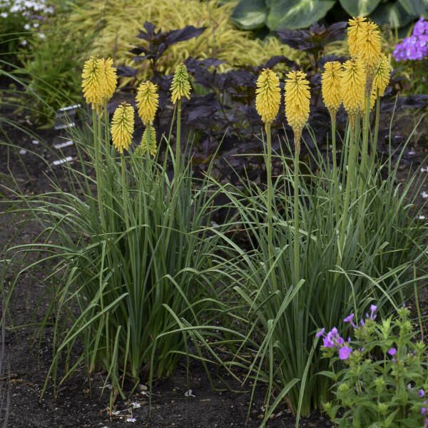 Poker Plant Kniphofia pyromania &#39;Solar Flare&#39; 1 gal
