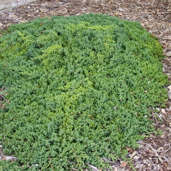 Juniperus procumbens &#39;Nana&#39; #3