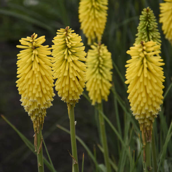 Poker Plant Kniphofia pyromania &#39;Solar Flare&#39; 1 gal