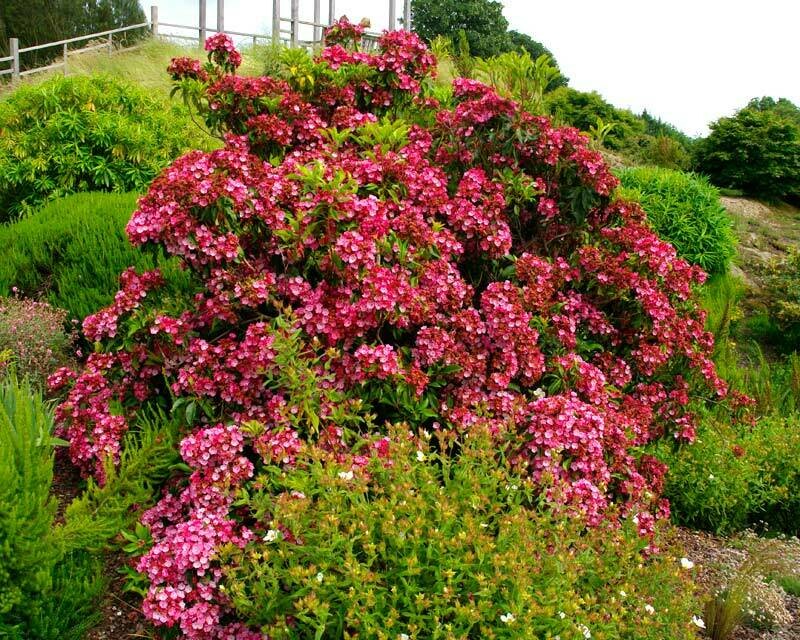 Mt. Laurel Kalmia latifolia Carol 2 gal.