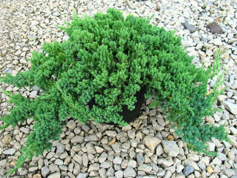 Juniperus procumbens &#39;Nana&#39; #3