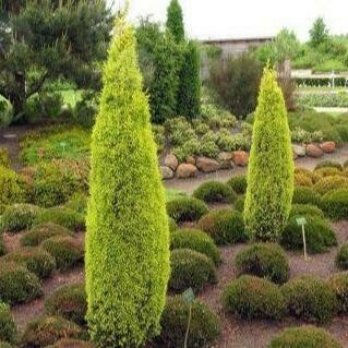 Juniperus communis &#39;Gold Cone&#39; 3 gal
