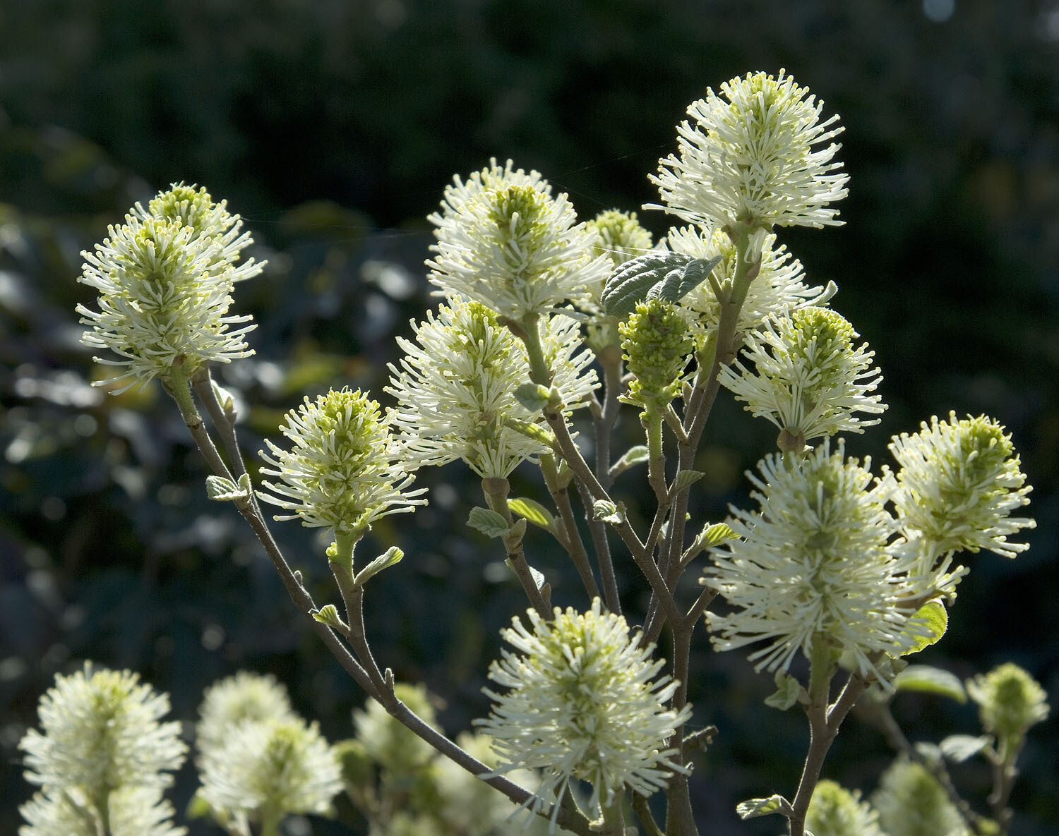 Fothergilla major &#39;Mt. Airy&#39; 2 gal