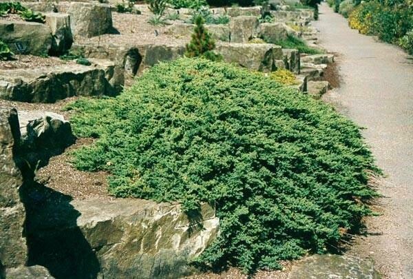 Juniperus procumbens &#39;Nana&#39; #3