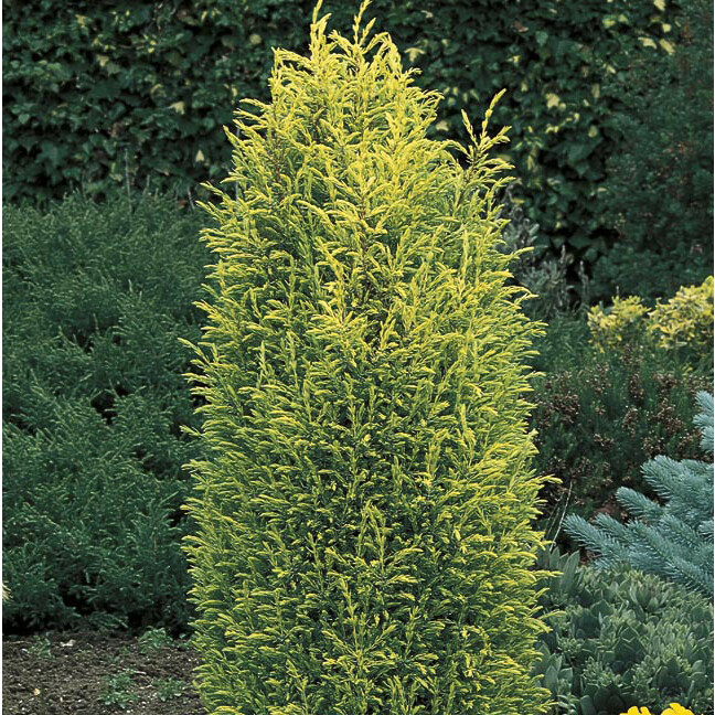 Juniperus communis &#39;Gold Cone&#39; 3 gal