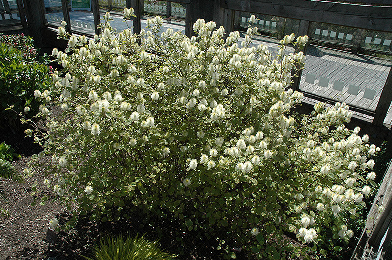 Fothergilla major &#39;Mt. Airy&#39; 2 gal