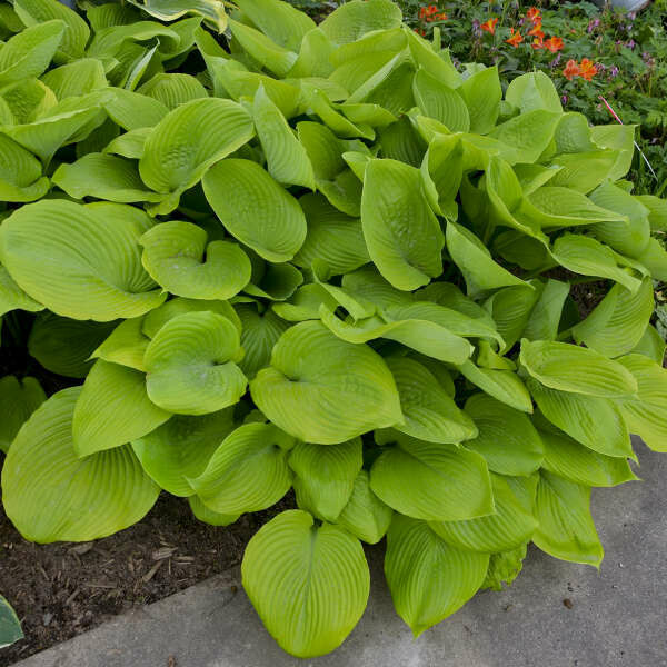 Hosta &#39;Sum &amp; Substance&#39; 1 gal