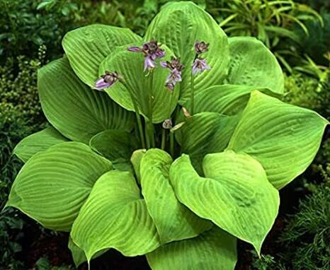 Hosta &#39;Sum &amp; Substance&#39; 1 gal
