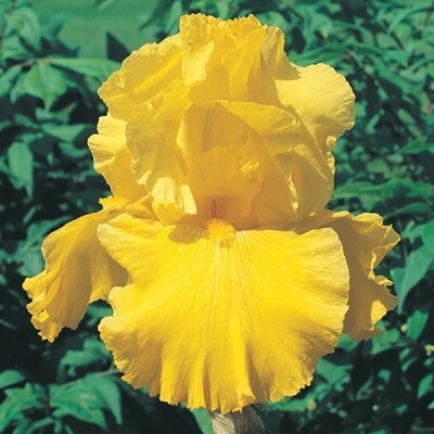 Iris &#39;Harvest of Memories&#39; 1 gal