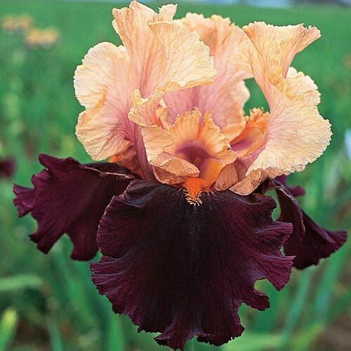Iris &#39;Ocelot&#39; 1 gal