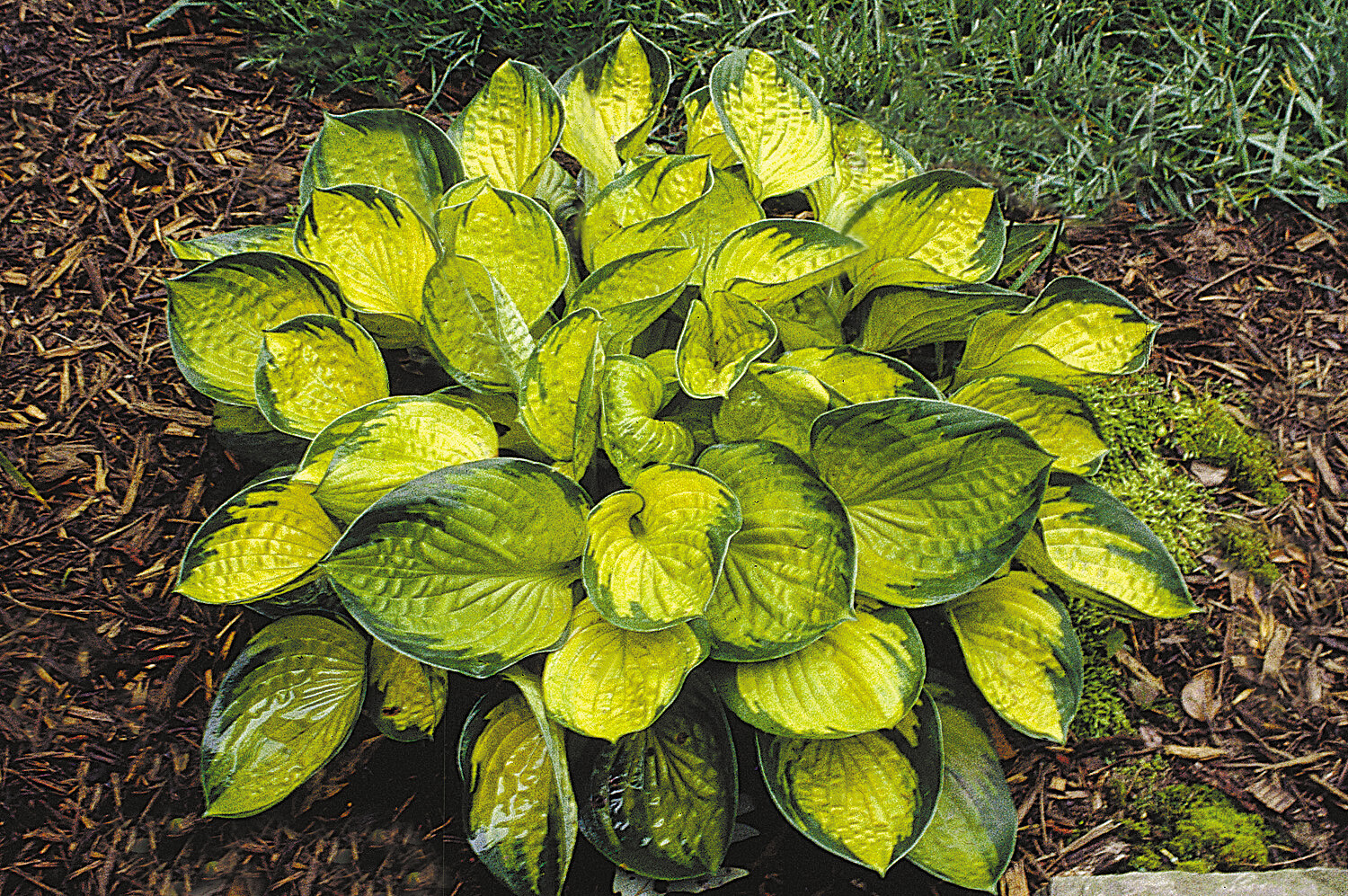 Hosta &#39;Rainforest Sunrise&#39; 1 qt