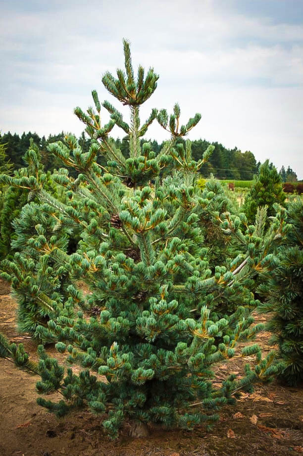 Pinus parviflora &#39;Glauca&#39; 10 gal
