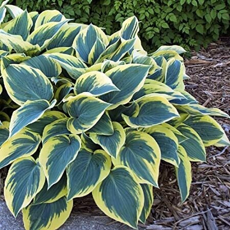 Hosta &#39;First Frost&#39; 2 gal