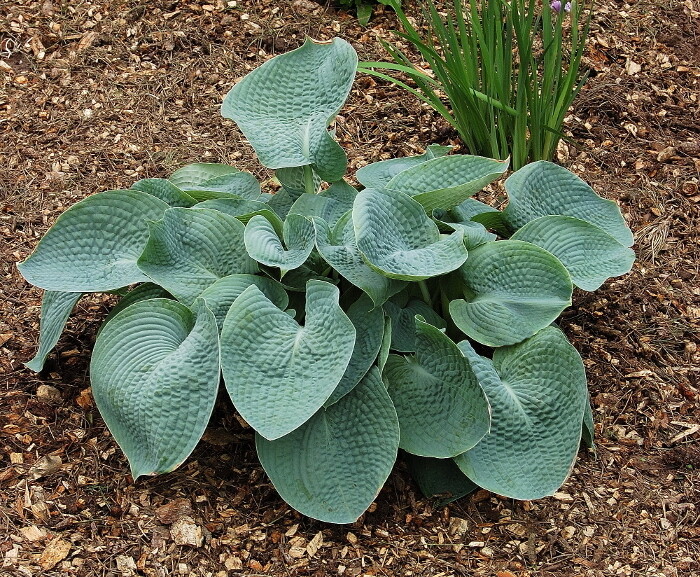 Hosta &#39;Abiqua Drinking Gourd&#39; 8&quot;