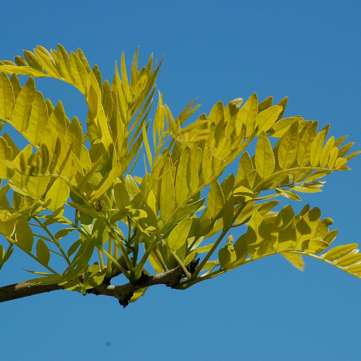 Gleditsia triacanthos &#39;Suncole&#39; 15 gal