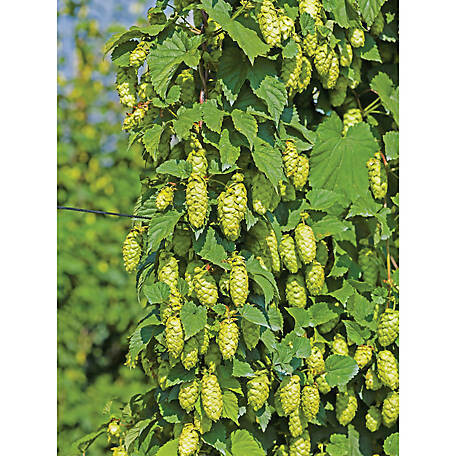 Hops Nugget  Vine 2 gal.