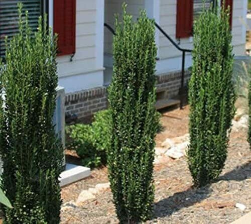 Ilex crenata ‘Sky Pencil’ 7 gal