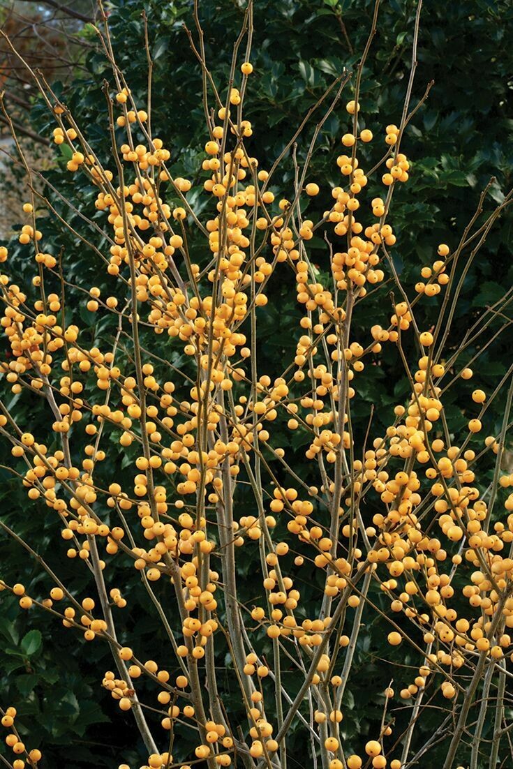 Ilex verticillata &#39;Berry Heavy Gold&#39; 3 gal