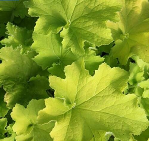 Heuchera 'Guacamole' 8"