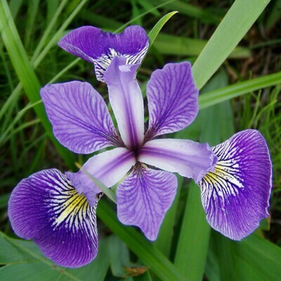 Iris versicolor 1 gal