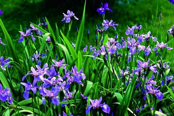 Iris versicolor 2 gal