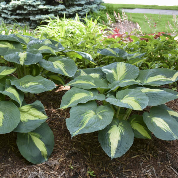 Hosta &#39;Hudson&#39; 1 gal