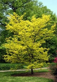 Gleditsia triacanthos &#39;Suncole&#39; 15 gal