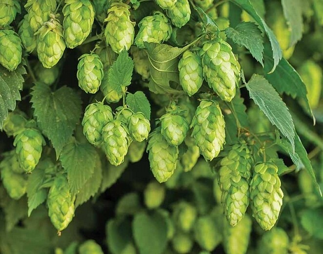 Hops Nugget  Vine 2 gal.