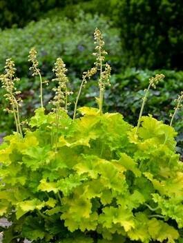 Heuchera 'Guacamole' 8"